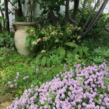 花の咲かない時期をどうする 対策と夏におすすめのリーフプランツも Garden Press