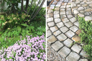 オキザリスの花が咲かない理由は 考えられる原因をご紹介 Garden Press