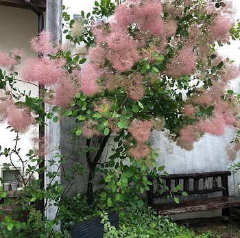 スモークツリーの花の満開の画像