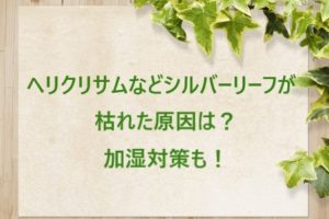 ワイルドストロベリーが増えすぎたら ランナー対策や株分けの方法 Garden Press