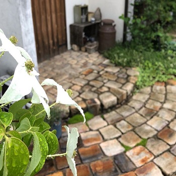 ハナミズキの花の画像