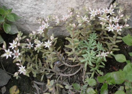 ウスユキマンネングサの花の画像