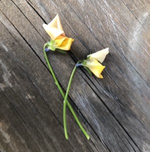 ビオラの花柄を摘んだ画像