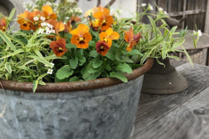 ビオラ パンジーの花色が変化する理由は 気温の影響や品種について Garden Press