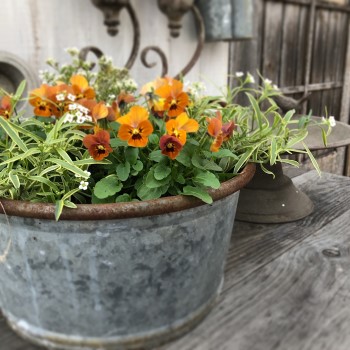 ビオラ パンジーの花色が変化する理由は 気温の影響や品種について Garden Press