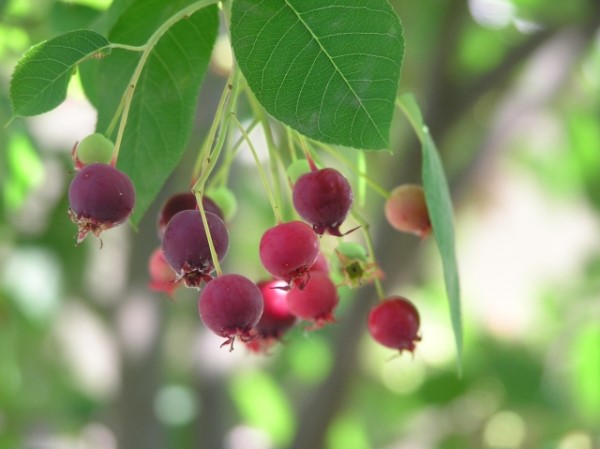 ジューンベリーの種類 おすすめの品種10選 特徴や画像も Garden Press