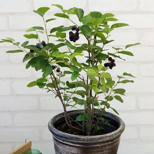 ジューンベリーの鉢植えの画像