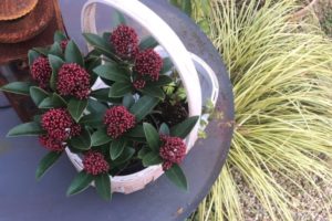 四季咲きミモザ アカシア デアネイ 育て方や特徴は コンパクトに育てる方法も Garden Press