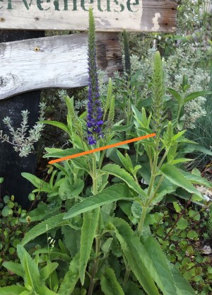 ベロニカ ハミングバードとは 特徴や育て方 夏の間中咲くオススメの花 Garden Press