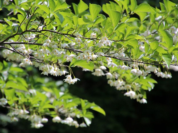 エゴノキを庭のシンボルツリーに 特徴やメリットとデメリットも Garden Press