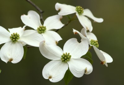ヤマボウシとハナミズキの違いは 花や開花時期で見分けるポイント3つ Garden Press