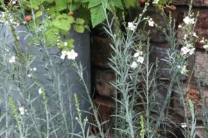 四季咲きミモザ アカシア デアネイ 育て方や特徴は コンパクトに育てる方法も Garden Press