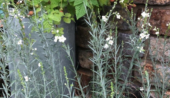 ゴンフォスティグマとは 育て方と特徴や切り戻し方法も Garden Press