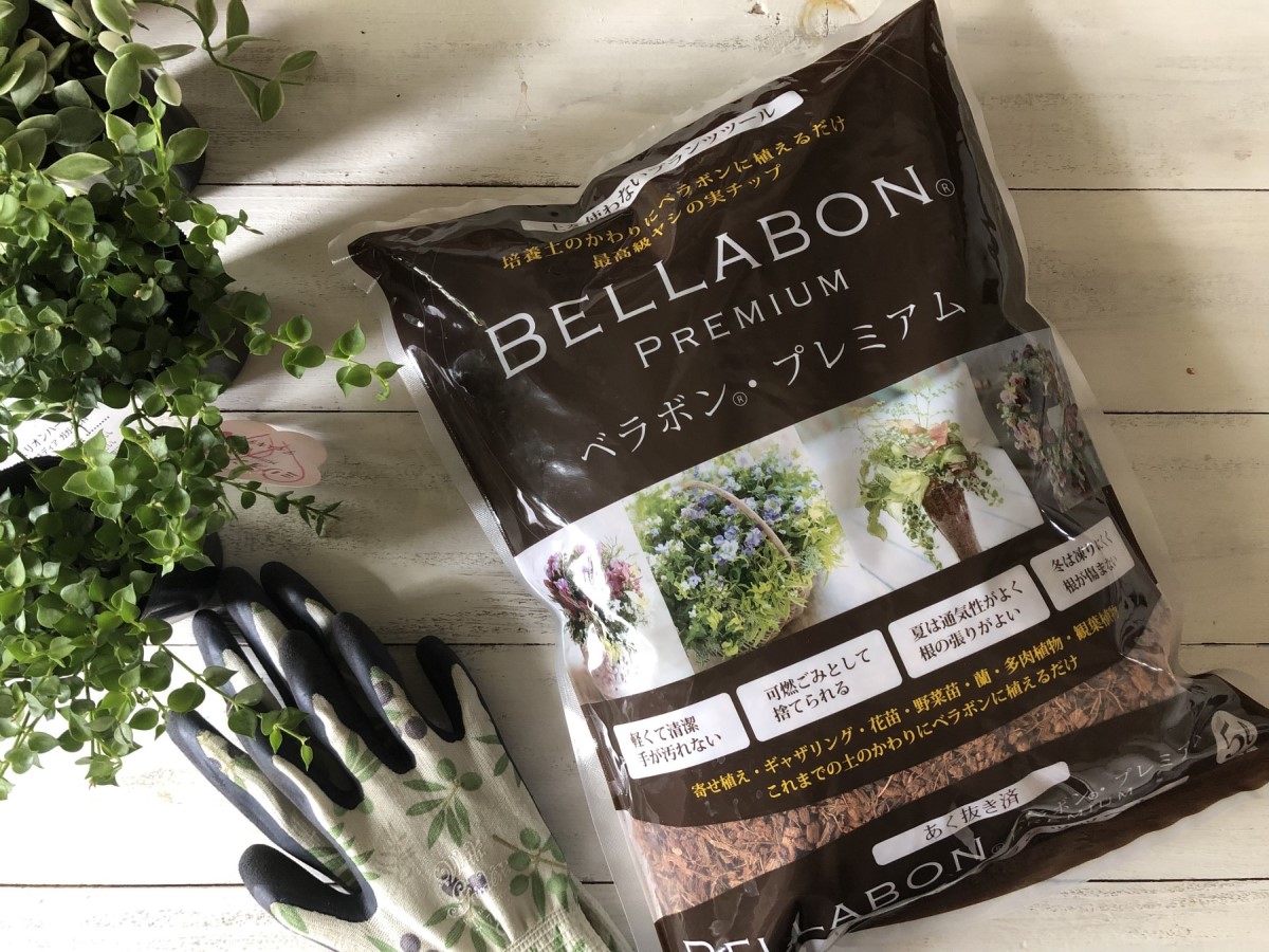 ベラボンとは メリット デメリットや植え方も紹介 土を使わないで観葉植物を育てられる救世主 Garden Press
